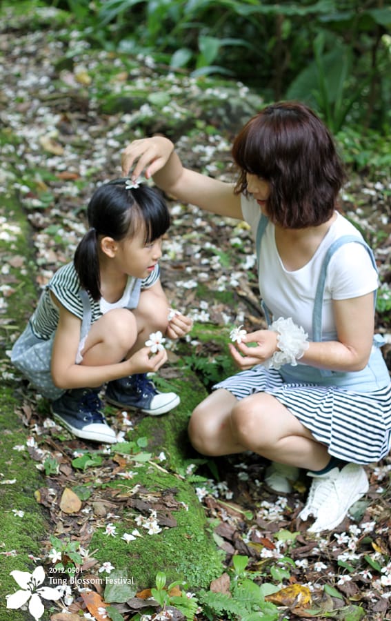 20120501:獅頭山藤坪步道迎桐花.南庄觀螢 - 第11張圖 20120501:獅頭山藤坪步道迎桐花.南庄觀螢