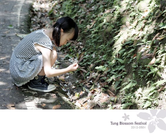 20120501:獅頭山藤坪步道迎桐花.南庄觀螢 - 第6張圖 20120501:獅頭山藤坪步道迎桐花.南庄觀螢