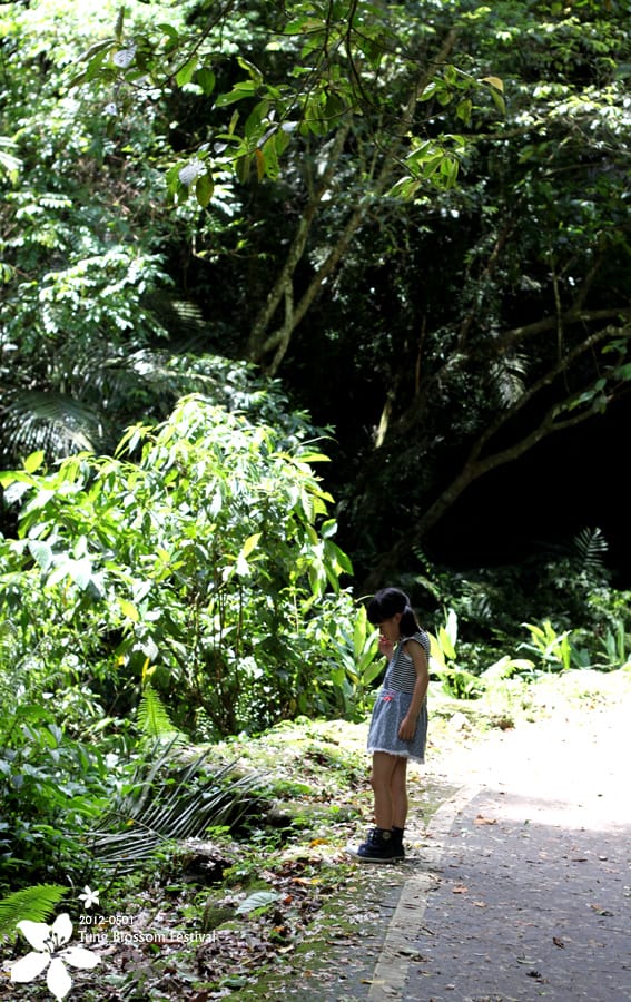 20120501:獅頭山藤坪步道迎桐花.南庄觀螢 - 第3張圖 20120501:獅頭山藤坪步道迎桐花.南庄觀螢