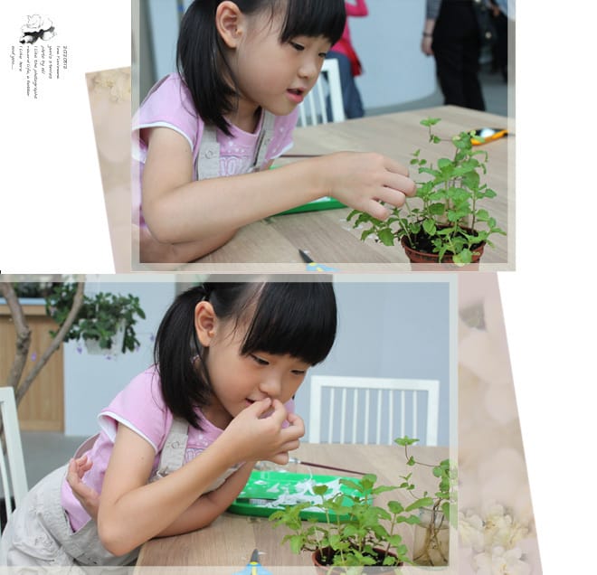 宜蘭│香草菲菲。嘉澎碳烤。勝洋水草。黑店