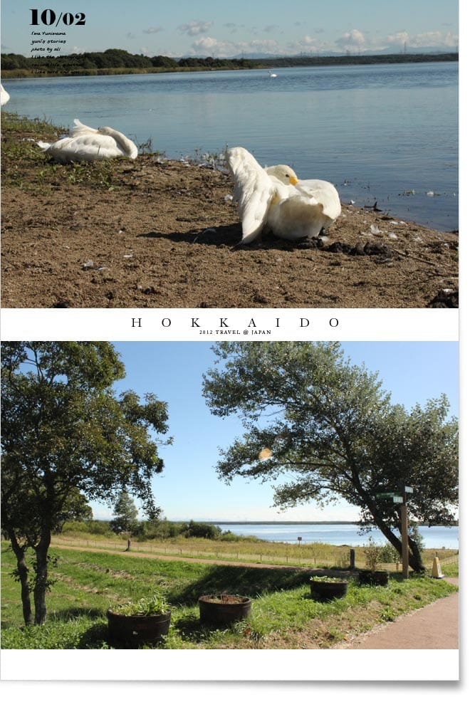 北海道D5：登別。白鳥湖。千歲空港