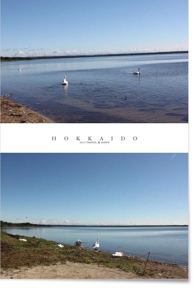 北海道D5:登別。白鳥湖。千歲空港 - 第15張圖 北海道D5:登別。白鳥湖。千歲空港