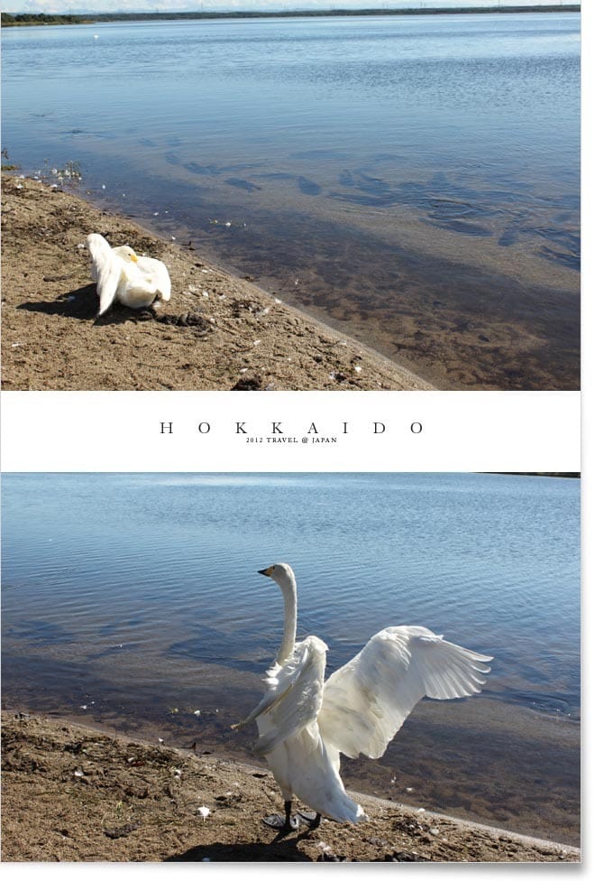 北海道D5:登別。白鳥湖。千歲空港 - 第14張圖 北海道D5:登別。白鳥湖。千歲空港