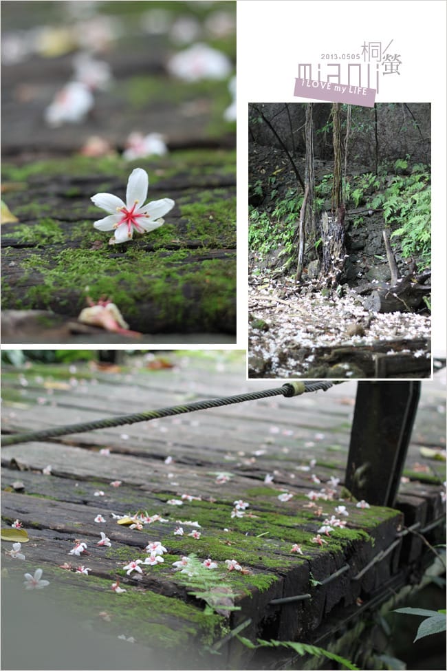 油桐花來得好早之獅頭山│岩川觀螢│仙山仙草 - 第13張圖 油桐花來得好早之獅頭山│岩川觀螢│仙山仙草