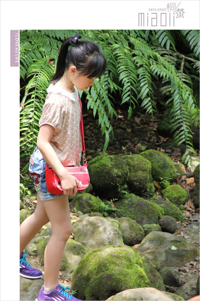 油桐花來得好早之獅頭山│岩川觀螢│仙山仙草 - 第22張圖 油桐花來得好早之獅頭山│岩川觀螢│仙山仙草