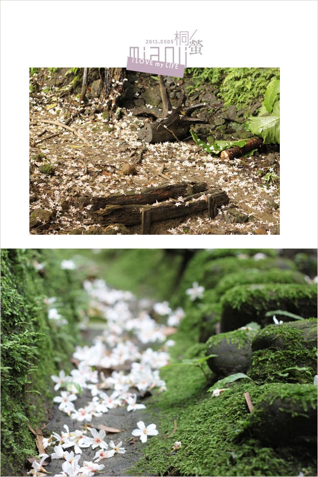 油桐花來得好早之獅頭山│岩川觀螢│仙山仙草 - 第14張圖 油桐花來得好早之獅頭山│岩川觀螢│仙山仙草