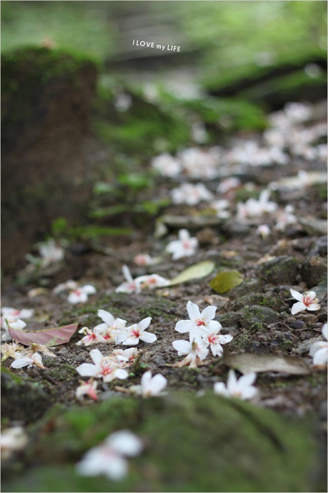油桐花來得好早之獅頭山│岩川觀螢│仙山仙草 - 第3張圖 油桐花來得好早之獅頭山│岩川觀螢│仙山仙草