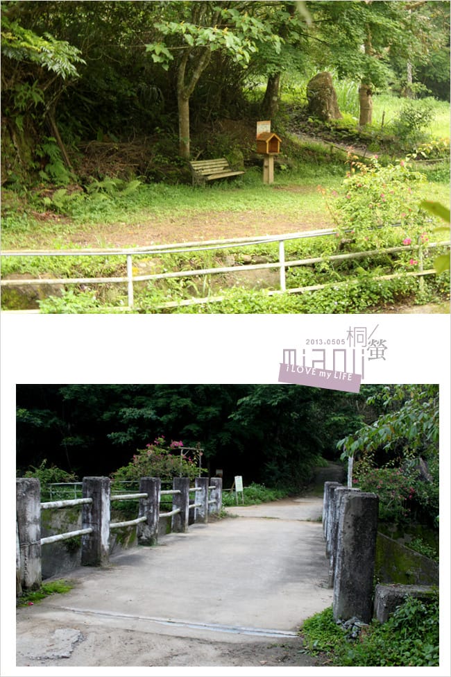 油桐花來得好早之獅頭山│岩川觀螢│仙山仙草 - 第36張圖 油桐花來得好早之獅頭山│岩川觀螢│仙山仙草