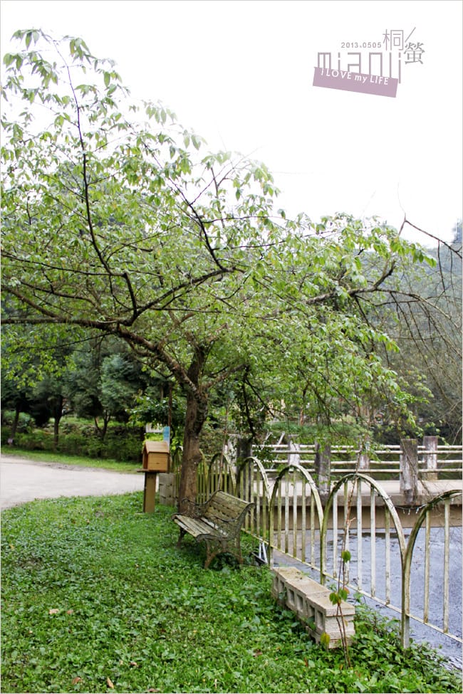 油桐花來得好早之獅頭山│岩川觀螢│仙山仙草 - 第37張圖 油桐花來得好早之獅頭山│岩川觀螢│仙山仙草