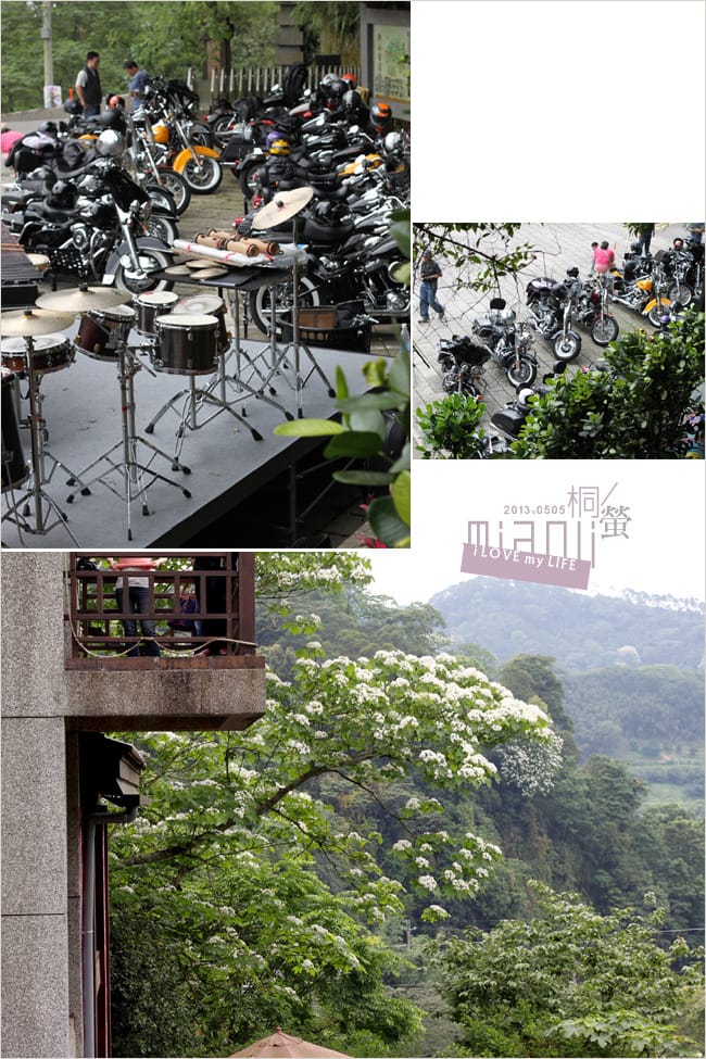 油桐花來得好早之獅頭山│岩川觀螢│仙山仙草 - 第25張圖 油桐花來得好早之獅頭山│岩川觀螢│仙山仙草