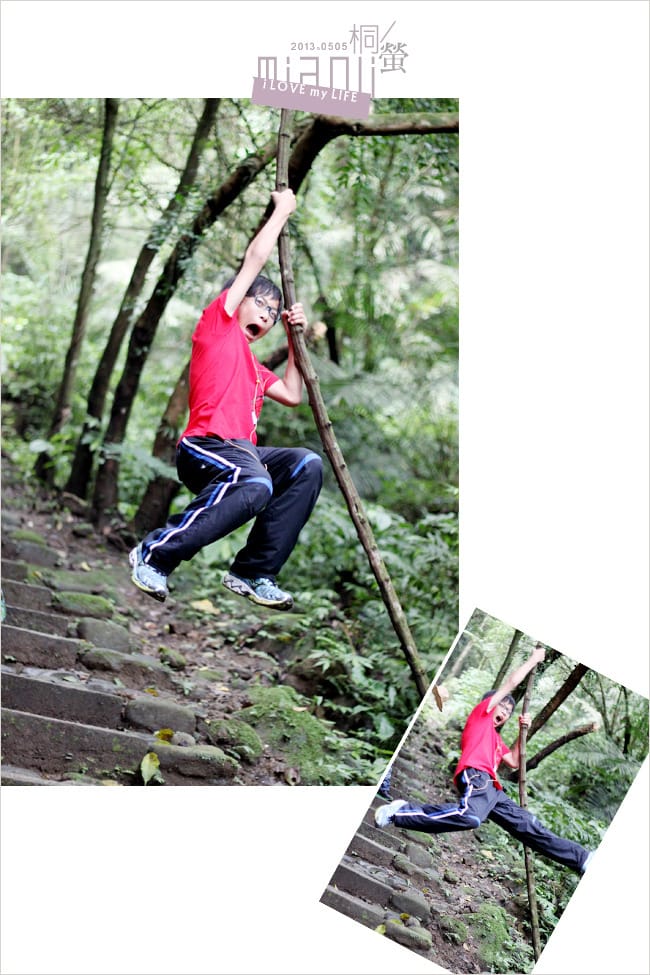 油桐花來得好早之獅頭山│岩川觀螢│仙山仙草 - 第15張圖 油桐花來得好早之獅頭山│岩川觀螢│仙山仙草
