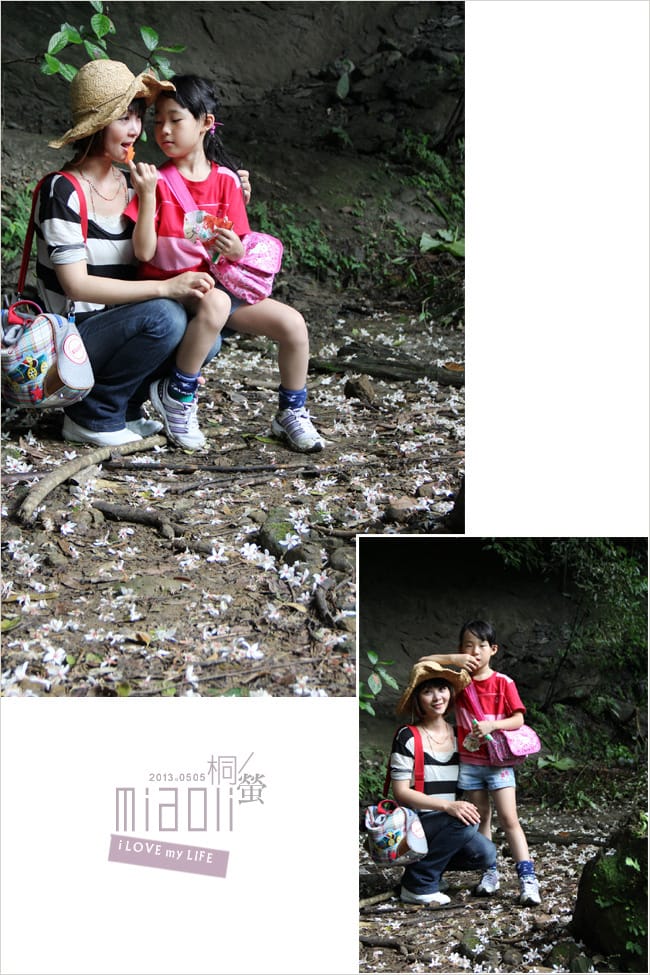 油桐花來得好早之獅頭山│岩川觀螢│仙山仙草 - 第19張圖 油桐花來得好早之獅頭山│岩川觀螢│仙山仙草
