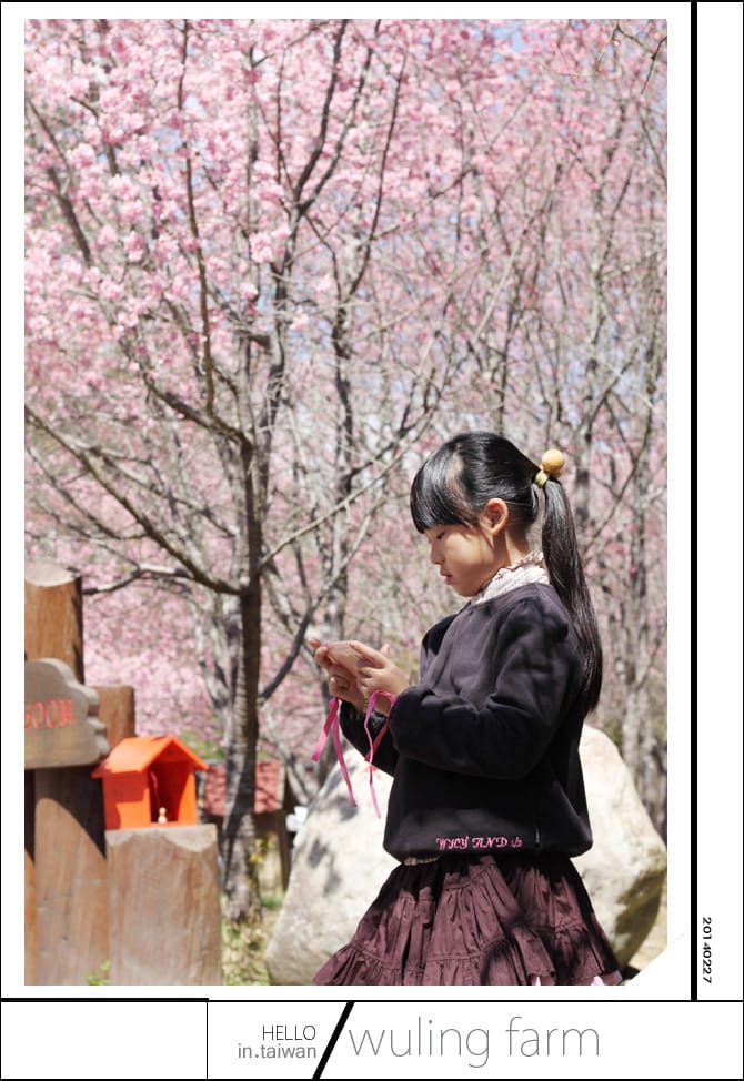 20140227武陵農場│遲而美的櫻花宴 - 第131張圖 20140227武陵農場│遲而美的櫻花宴