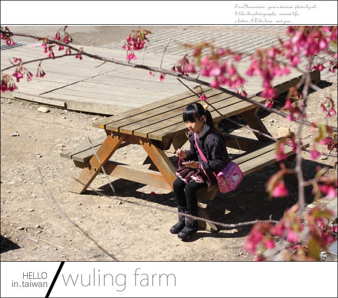 20140227武陵農場│遲而美的櫻花宴 - 第43張圖 20140227武陵農場│遲而美的櫻花宴
