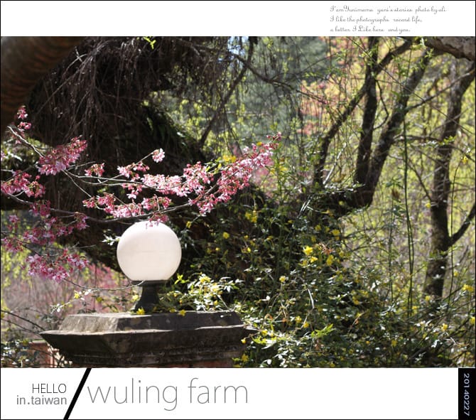 20140227武陵農場│遲而美的櫻花宴 - 第125張圖 20140227武陵農場│遲而美的櫻花宴