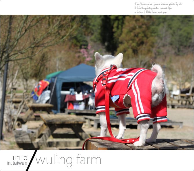 20140227武陵農場│遲而美的櫻花宴 - 第46張圖 20140227武陵農場│遲而美的櫻花宴