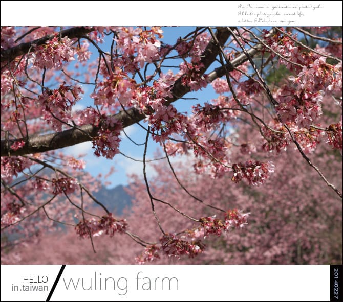 20140227武陵農場│遲而美的櫻花宴 - 第127張圖 20140227武陵農場│遲而美的櫻花宴