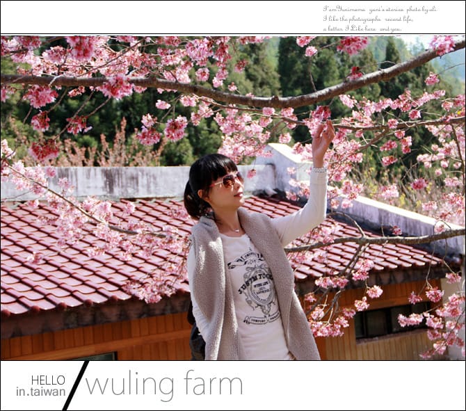 20140227武陵農場│遲而美的櫻花宴 - 第142張圖 20140227武陵農場│遲而美的櫻花宴