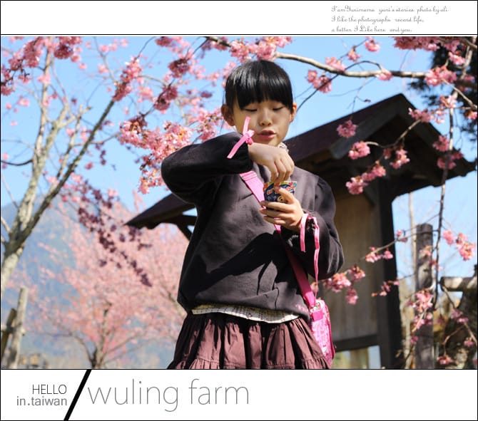 20140227武陵農場│遲而美的櫻花宴 - 第38張圖 20140227武陵農場│遲而美的櫻花宴