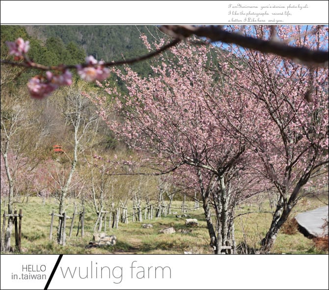 20140227武陵農場│遲而美的櫻花宴 - 第21張圖 20140227武陵農場│遲而美的櫻花宴