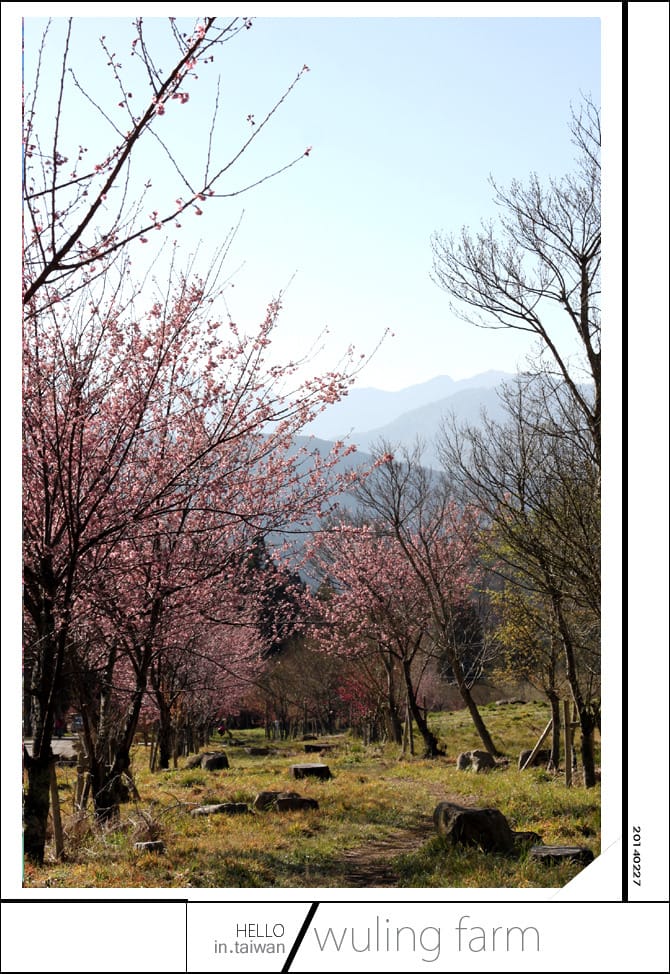 20140227武陵農場│遲而美的櫻花宴 - 第33張圖 20140227武陵農場│遲而美的櫻花宴