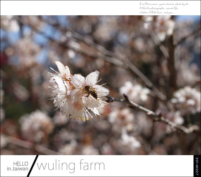 20140227武陵農場│遲而美的櫻花宴 - 第101張圖 20140227武陵農場│遲而美的櫻花宴
