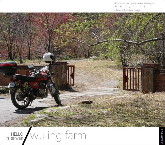 20140227武陵農場│遲而美的櫻花宴 - 第123張圖 20140227武陵農場│遲而美的櫻花宴