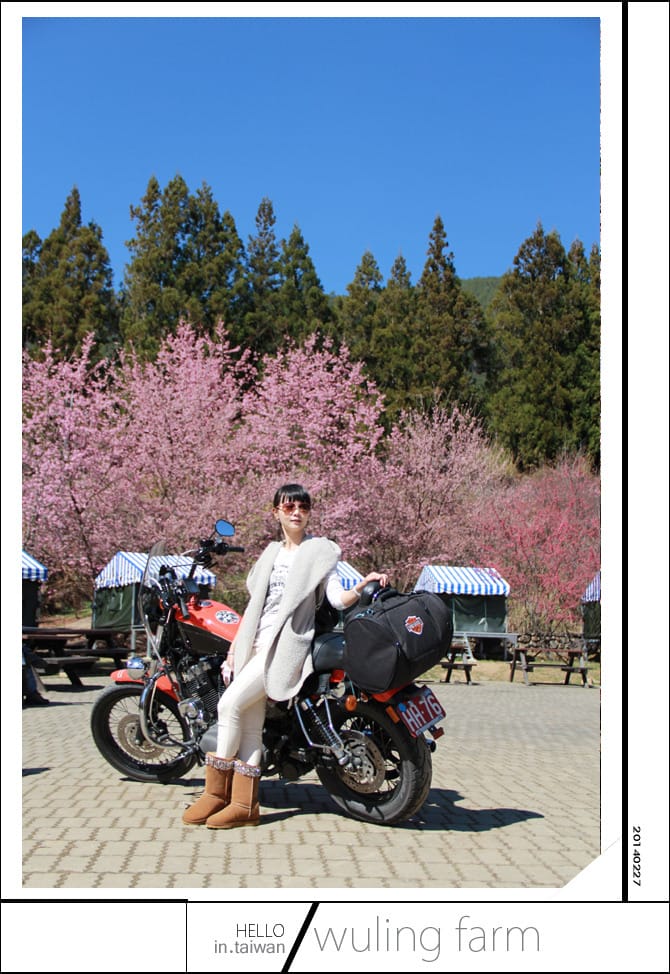 20140227武陵農場│遲而美的櫻花宴 - 第88張圖 20140227武陵農場│遲而美的櫻花宴