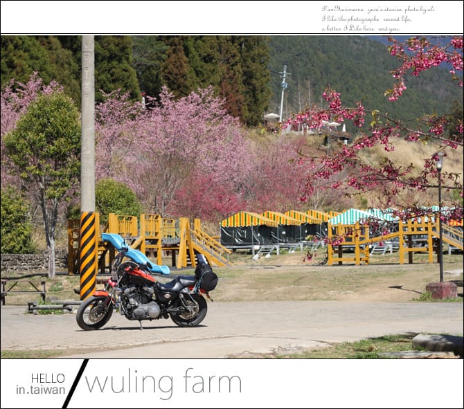 20140227武陵農場│遲而美的櫻花宴 - 第116張圖 20140227武陵農場│遲而美的櫻花宴