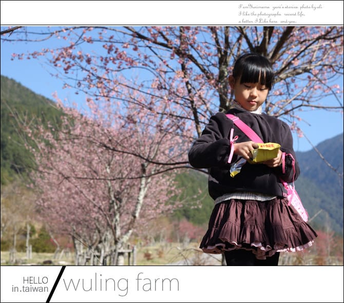 20140227武陵農場│遲而美的櫻花宴 - 第13張圖 20140227武陵農場│遲而美的櫻花宴