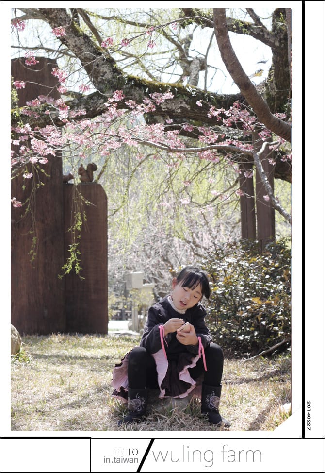 20140227武陵農場│遲而美的櫻花宴 - 第126張圖 20140227武陵農場│遲而美的櫻花宴