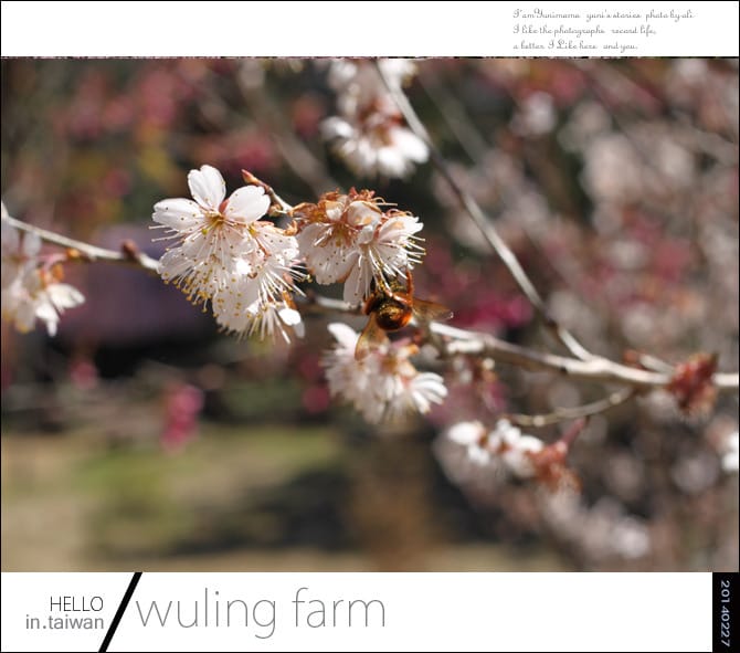 20140227武陵農場│遲而美的櫻花宴 - 第100張圖 20140227武陵農場│遲而美的櫻花宴