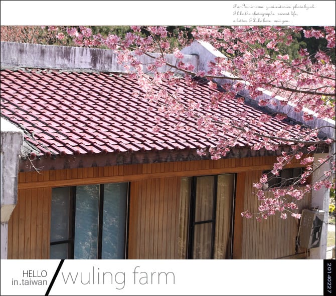 20140227武陵農場│遲而美的櫻花宴 - 第139張圖 20140227武陵農場│遲而美的櫻花宴