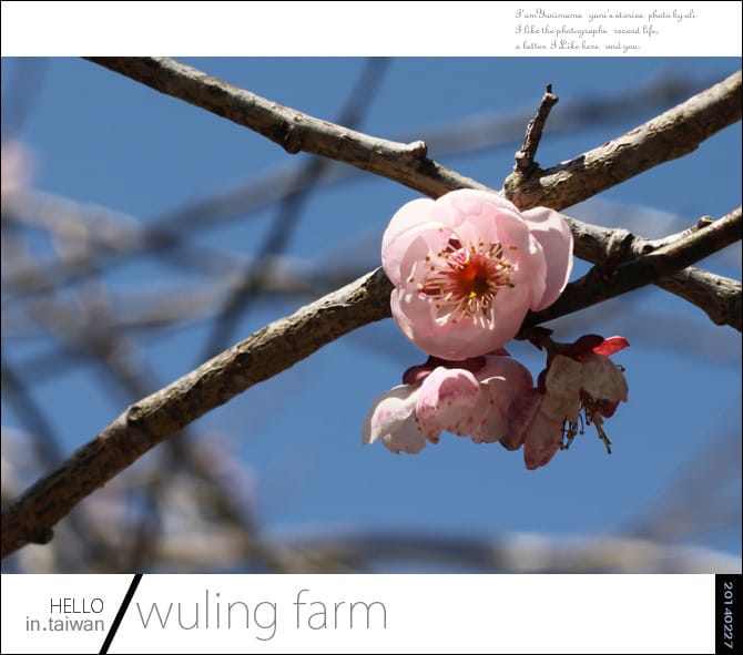 20140227武陵農場│遲而美的櫻花宴 - 第121張圖 20140227武陵農場│遲而美的櫻花宴