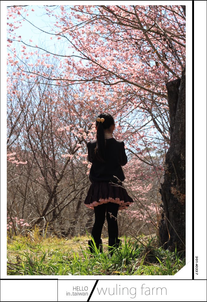 20140227武陵農場│遲而美的櫻花宴 - 第64張圖 20140227武陵農場│遲而美的櫻花宴