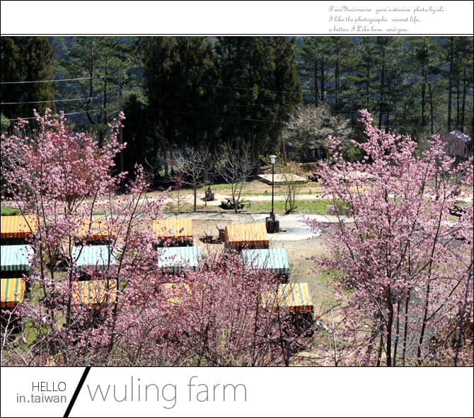 20140227武陵農場│遲而美的櫻花宴 - 第41張圖 20140227武陵農場│遲而美的櫻花宴