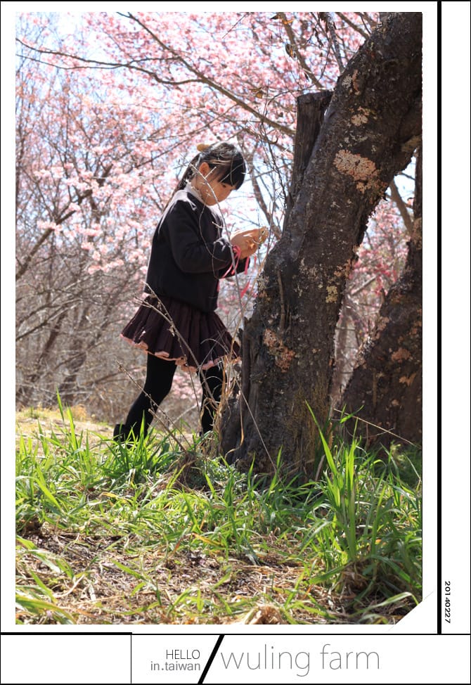 20140227武陵農場│遲而美的櫻花宴 - 第65張圖 20140227武陵農場│遲而美的櫻花宴