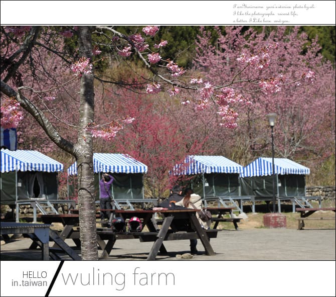 20140227武陵農場│遲而美的櫻花宴 - 第115張圖 20140227武陵農場│遲而美的櫻花宴