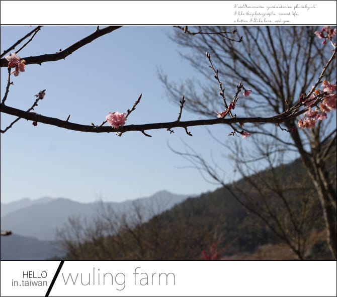 20140227武陵農場│遲而美的櫻花宴 - 第22張圖 20140227武陵農場│遲而美的櫻花宴