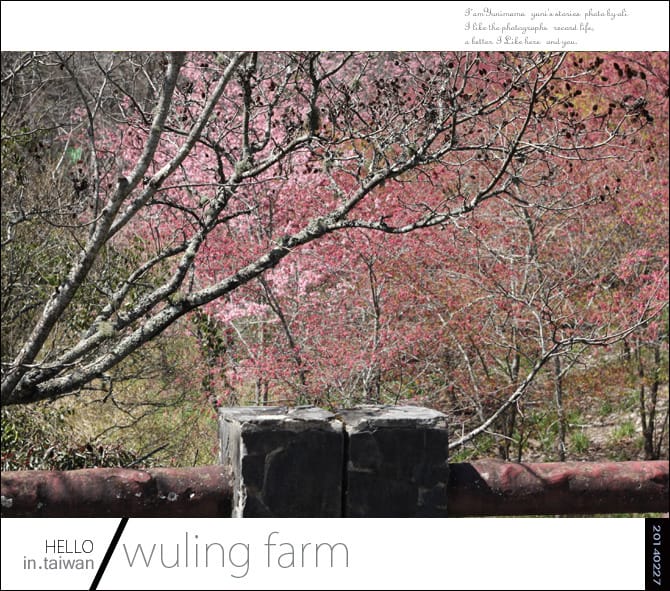 20140227武陵農場│遲而美的櫻花宴 - 第122張圖 20140227武陵農場│遲而美的櫻花宴