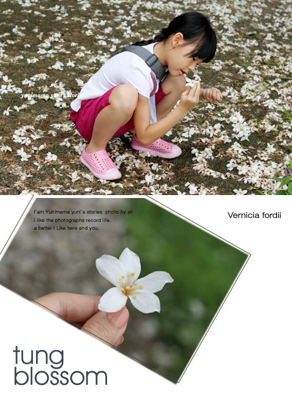 2014桐花梧語：十一指古道│隨遇而安的苗栗遊