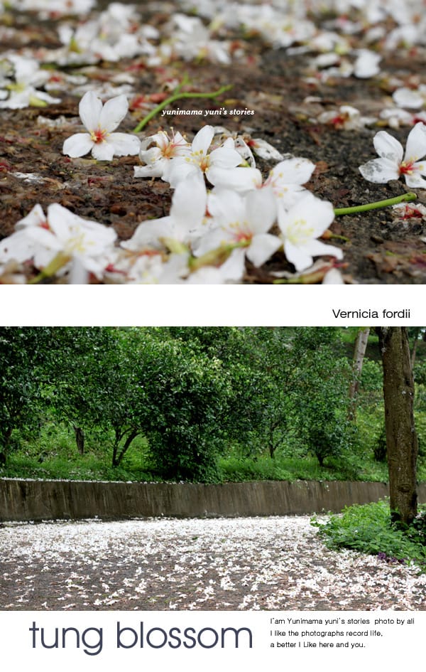 2014桐花梧語：十一指古道│隨遇而安的苗栗遊