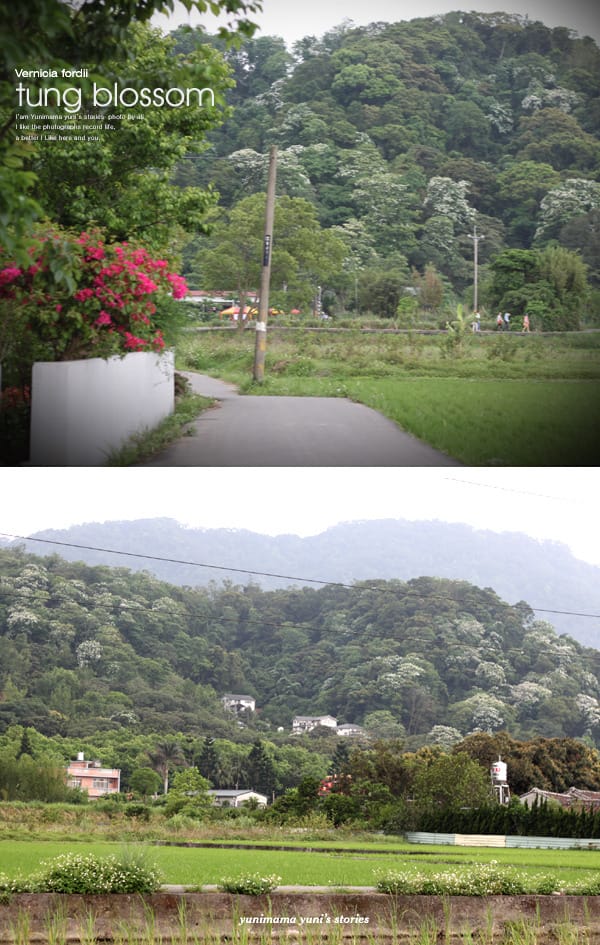 2014桐花梧語：十一指古道│隨遇而安的苗栗遊