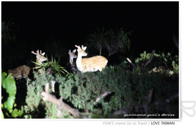 台東VS.綠島} D2-2│HI!富岡漁港 Hello! 綠島 - 第56張圖 台東VS.綠島} D2-2│HI!富岡漁港 Hello! 綠島