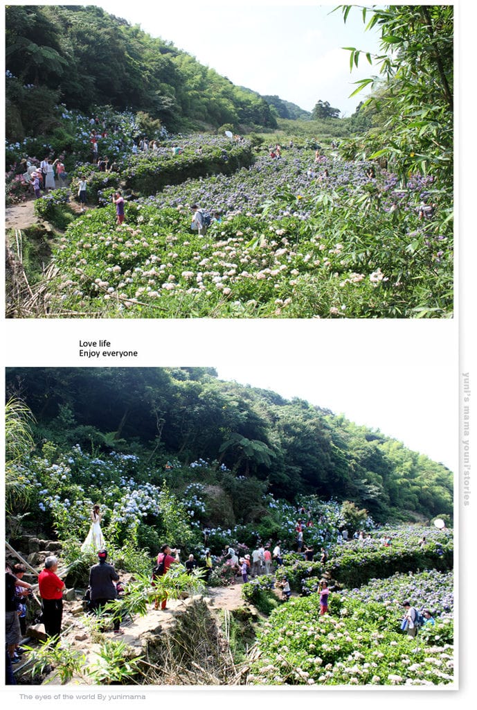陽明山:水車寮步道│繡球花團的繽紛世界 - 第54張圖 陽明山:水車寮步道│繡球花團的繽紛世界