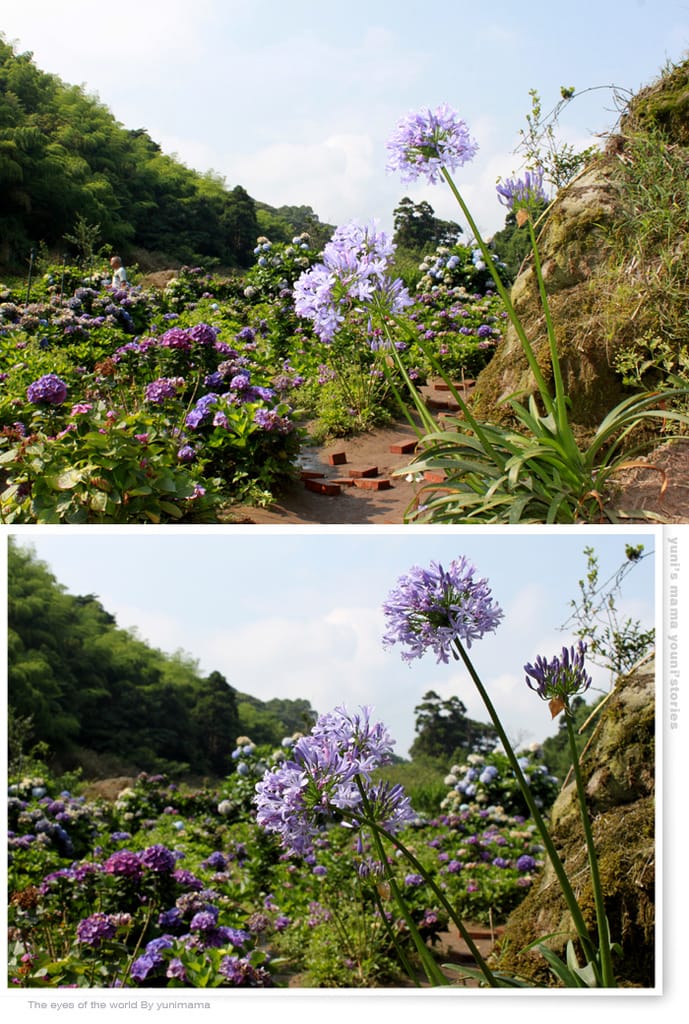 陽明山:水車寮步道│繡球花團的繽紛世界 - 第39張圖 陽明山:水車寮步道│繡球花團的繽紛世界