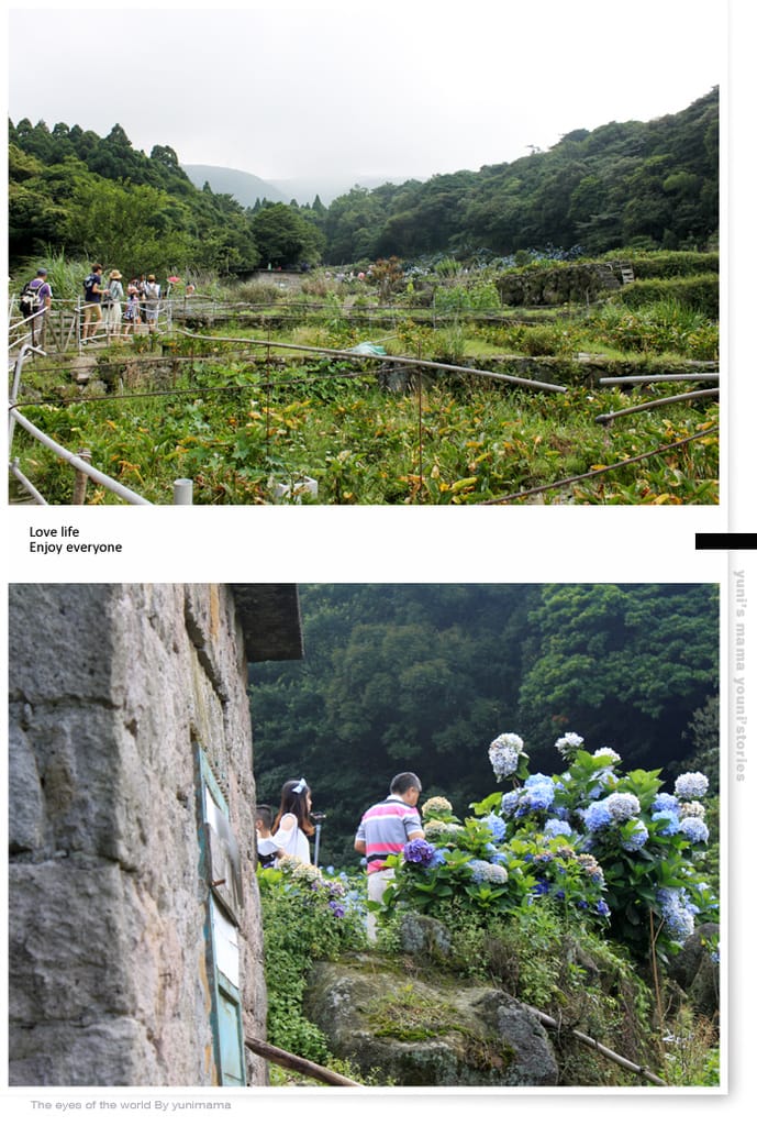 陽明山:水車寮步道│繡球花團的繽紛世界 - 第15張圖 陽明山:水車寮步道│繡球花團的繽紛世界