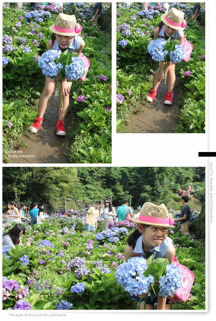 陽明山:水車寮步道│繡球花團的繽紛世界 - 第25張圖 陽明山:水車寮步道│繡球花團的繽紛世界
