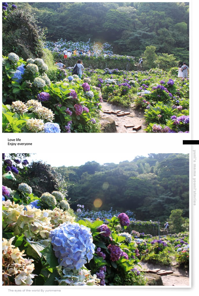 陽明山:水車寮步道│繡球花團的繽紛世界 - 第17張圖 陽明山:水車寮步道│繡球花團的繽紛世界