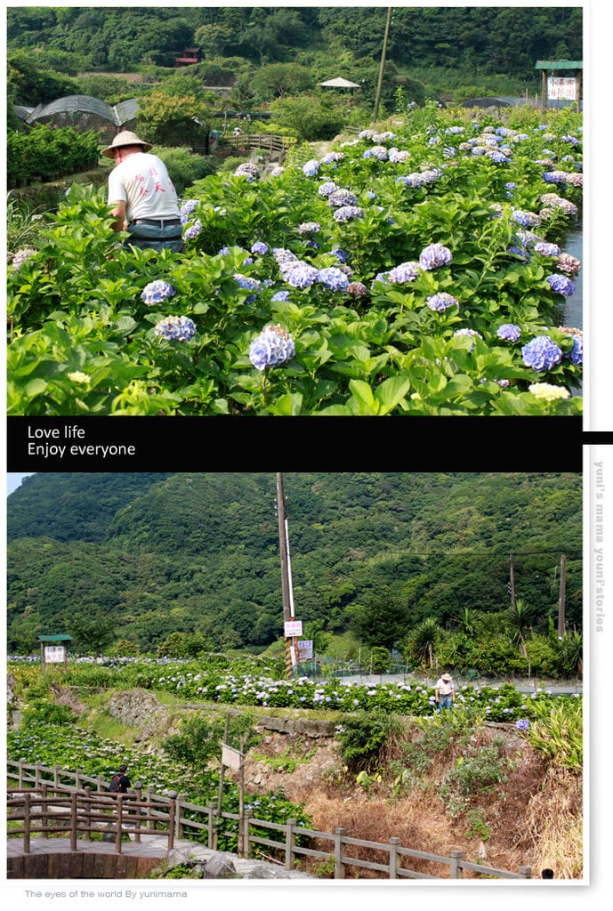 陽明山:水車寮步道│繡球花團的繽紛世界 - 第9張圖 陽明山:水車寮步道│繡球花團的繽紛世界
